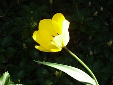 Intrepid Tulip